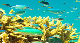 Reef Jet Cruises - Sunshine Coast Guide 4