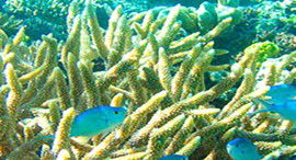 Reef Jet Cruises - Sunshine Coast Guide 5