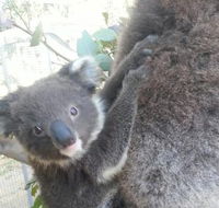 West Oz Wildlife Petting Zoos - Sunshine Coast Guide
