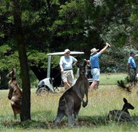 Glen Innes Golf Club - Sunshine Coast Guide
