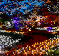 Canberra Nara Candle Festival - Sunshine Coast Guide