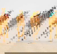 The Quirindi Camel Cup - Sunshine Coast Guide