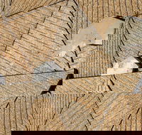 WA Now  Tom Mller Monolith Scores - Virtual Exhibition - Sunshine Coast Guide