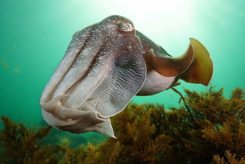 Whyalla Maritime Museum - Cuttlefish Capers - Sunshine Coast Guide 0