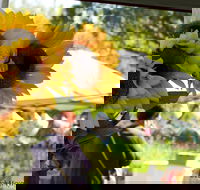 Blackville Arts and Market Day - Sunshine Coast Guide