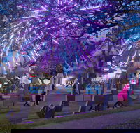 Grafton Jacaranda Festival - Sunshine Coast Guide