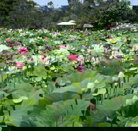 Lotus Flower Season - Sunshine Coast Guide