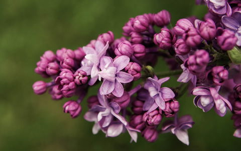 69th Annual Goulburn Lilac City Festival - Sunshine Coast Guide 0