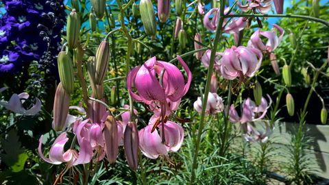 Burnie Lilium Show - Sunshine Coast Guide 1