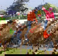 Camel Races at Penrith Paceway - Sunshine Coast Guide