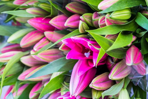Harvest Launceston Community Farmers' Market - Sunshine Coast Guide 0