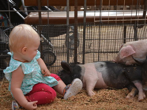 The Gunnedah Show - Sunshine Coast Guide 1