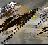 Twilight Greyhound Racing - Sunshine Coast Guide