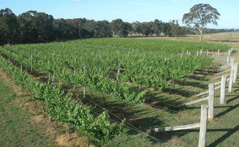 Yarralaw Springs Wines  - Cellar Door Wine Tasting - Sunshine Coast Guide 1