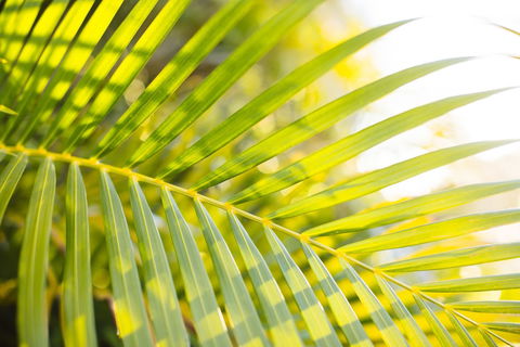 Mercure Townsville - Sunshine Coast Guide 4