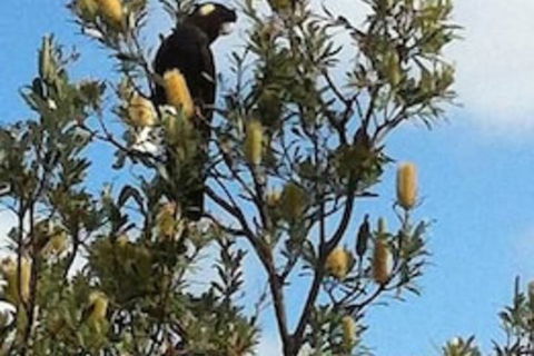 Lake Illawarra B&B - Sunshine Coast Guide 1
