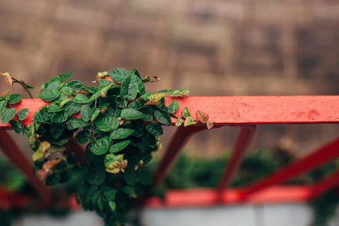 Tall Trees Motel - Sunshine Coast Guide 2