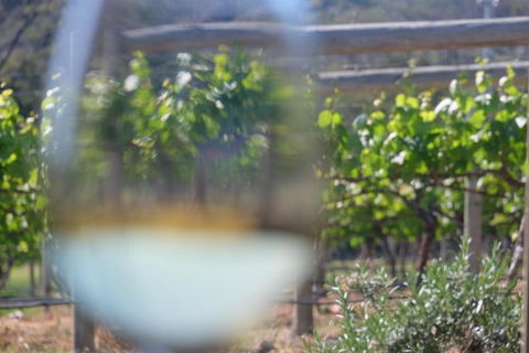 Every Man & His Dog Vineyard - Sunshine Coast Guide 4