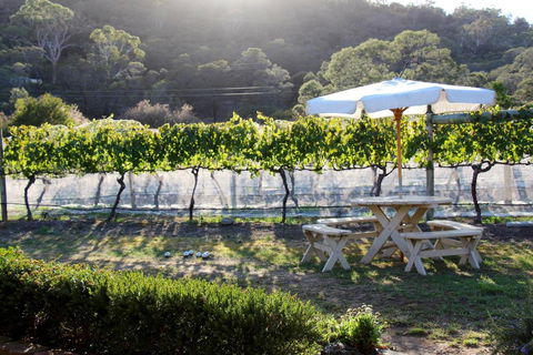 Every Man & His Dog Vineyard - Sunshine Coast Guide 6