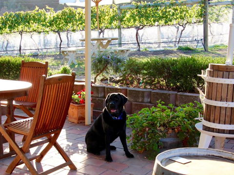 Every Man & His Dog Vineyard - Sunshine Coast Guide 7