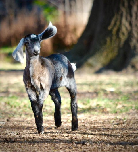 Alexandra Farmstay - Sunshine Coast Guide 5