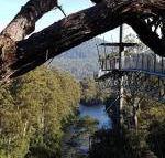 Tahune Air Walk Lodge - Sunshine Coast Guide