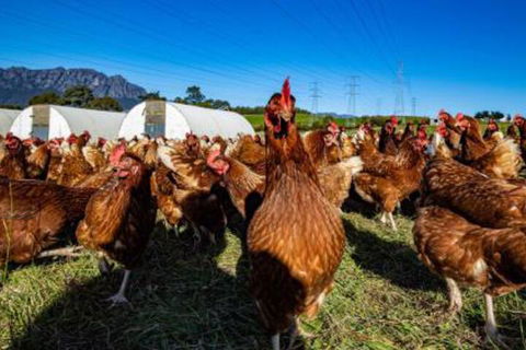 Carinya Farm Holiday Retreat - Sunshine Coast Guide 7