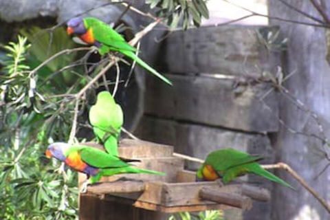 Kianinny Bush Cottages - Sunshine Coast Guide 1