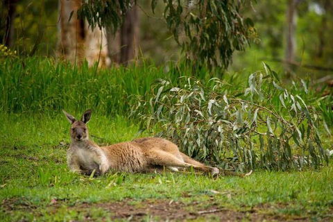 The Stirling Golf Club - Sunshine Coast Guide 1