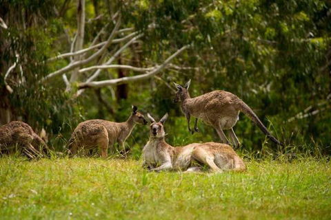 The Stirling Golf Club - Sunshine Coast Guide 3