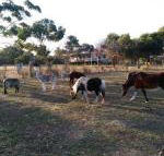 Heartland Hideaway - Sunshine Coast Guide