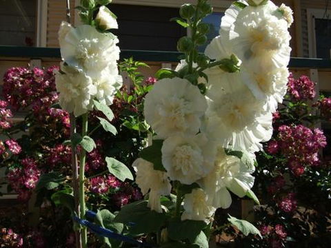 Nannup Riverview Cottage - Sunshine Coast Guide 2