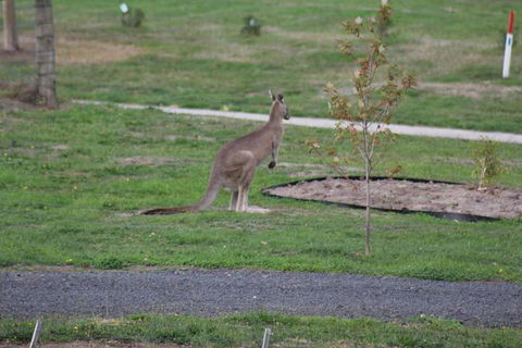 Nyora Lodge B & B - Sunshine Coast Guide 7