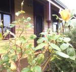 Albion Cottage - Sunshine Coast Guide