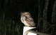 Montview Cottage B & B - thumb 2