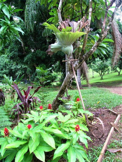 Montview Cottage B & B - Sunshine Coast Guide 7