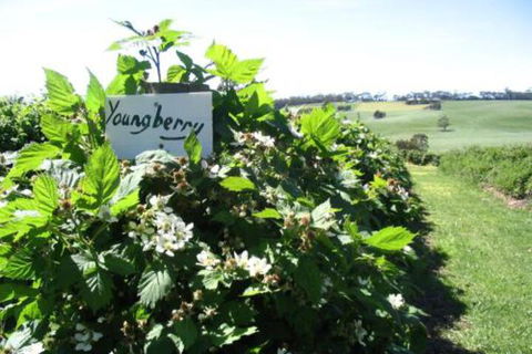 Pennyroyal Raspberry Farm & Cidery - Sunshine Coast Guide 3