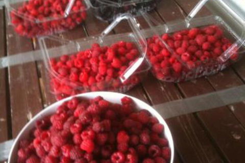 Pennyroyal Raspberry Farm & Cidery - Sunshine Coast Guide 7