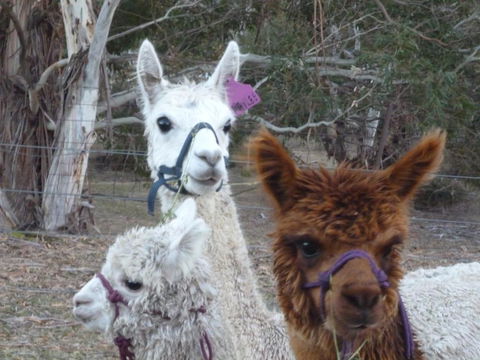 Woodvale At Cooma - Sunshine Coast Guide 1