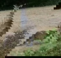 Jarrah Lodge - Sunshine Coast Guide