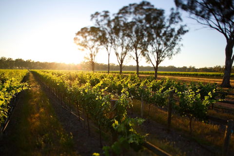 Balgownie Estate Winery Retreat & Restaurant - Sunshine Coast Guide 6