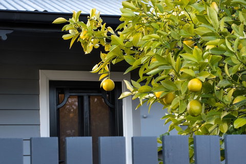 The Lemontree - Sunshine Coast Guide 0