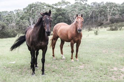 The Saddle Camp Tiny House Braidwood - Sunshine Coast Guide 1