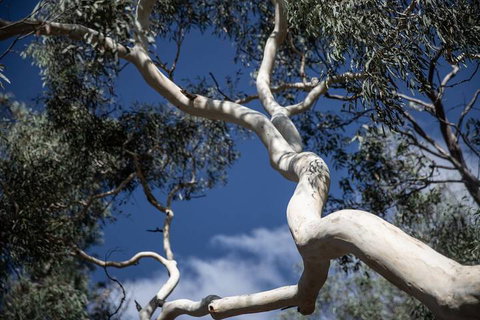 The Saddle Camp Tiny House Braidwood - Sunshine Coast Guide 6