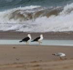 Baillieu Breeze - Sunshine Coast Guide