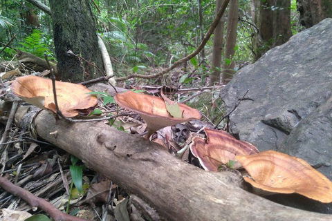 Ruah Rain Forest Retreat - Sunshine Coast Guide 3