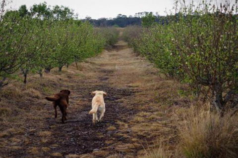 Straw House Farm B & B - Sunshine Coast Guide 2