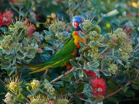 Fyshwicks Cottage - Sunshine Coast Guide 1