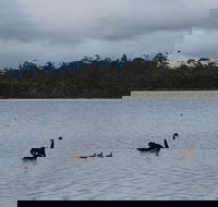 Lake Yalleena Nature Retreat - Sunshine Coast Guide