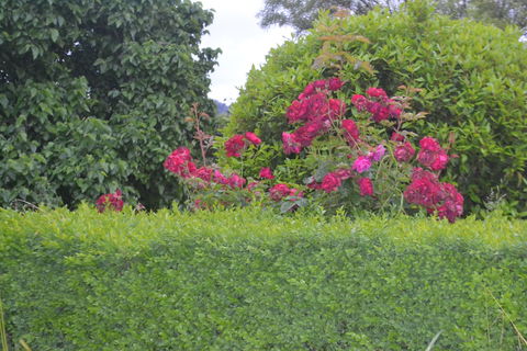 Mulberry Cottage B&B - Sunshine Coast Guide 1